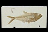 Fossil Fish (Diplomystus) - Green River Formation #137974-1